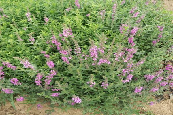 半枝莲的功效与作用及禁忌 半枝莲药用价值