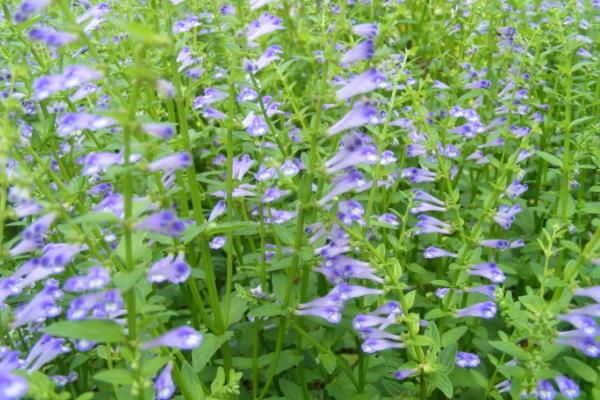 半枝莲市场价格多少钱一斤 半枝莲是什么