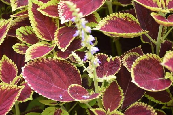 彩叶草什么时候开花(几月) 彩叶草如何修剪