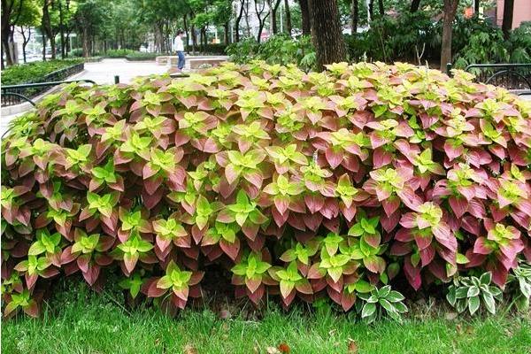 彩叶草什么时候开花(几月) 彩叶草如何修剪