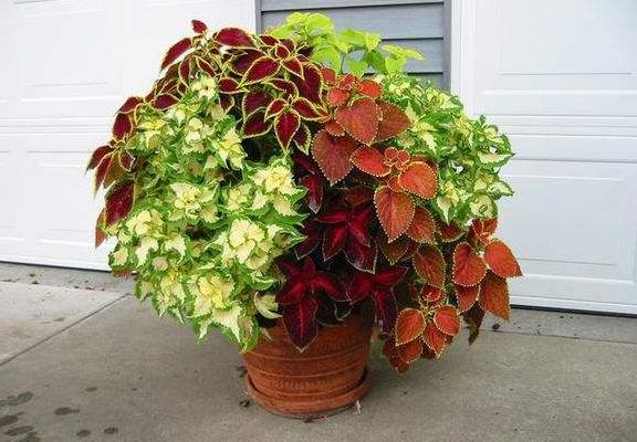 彩叶草什么时候开花(几月) 彩叶草如何修剪