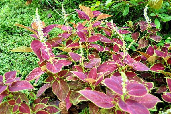 彩叶草什么时候开花(几月) 彩叶草如何修剪