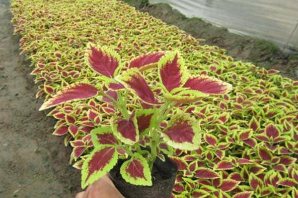 彩叶草什么时候开花(几月) 彩叶草如何修剪