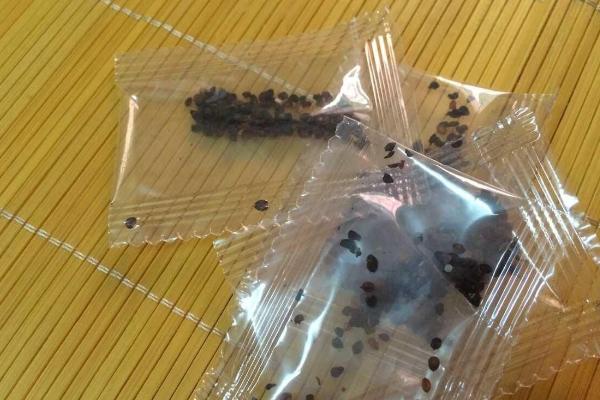 康乃馨种子怎么种(什么时候种) 康乃馨的繁殖方法