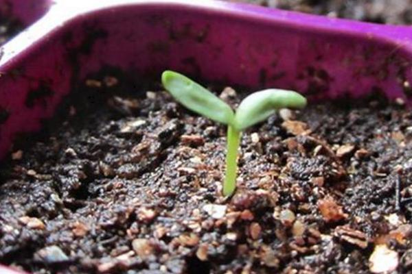 康乃馨种子怎么种(什么时候种) 康乃馨的繁殖方法