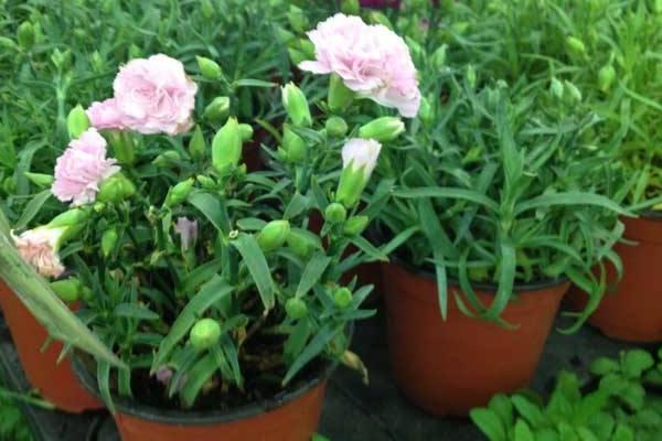 康乃馨种子怎么种(什么时候种) 康乃馨的繁殖方法