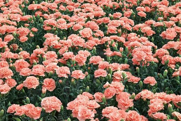 康乃馨种子怎么种(什么时候种) 康乃馨的繁殖方法