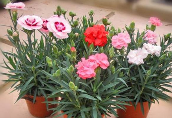 康乃馨种子怎么种(什么时候种) 康乃馨的繁殖方法