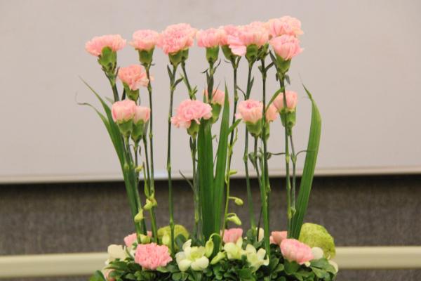 康乃馨种子怎么种(什么时候种) 康乃馨的繁殖方法