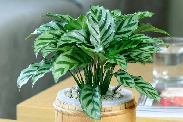 孔雀竹芋市场价格多少钱一盆 孔雀竹芋的养殖方法