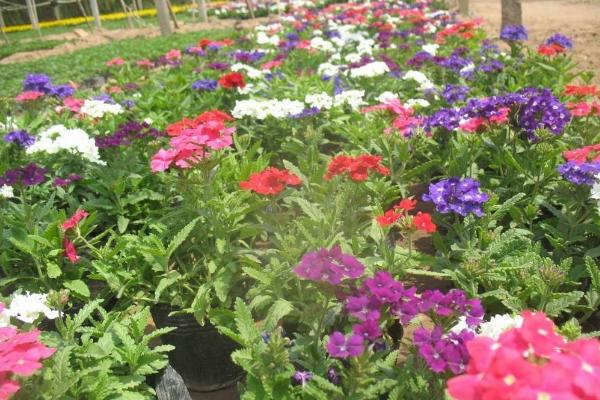 美女樱什么时候播种(几月) 美女樱如何播种