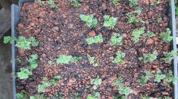 美女樱什么时候播种(几月) 美女樱如何播种