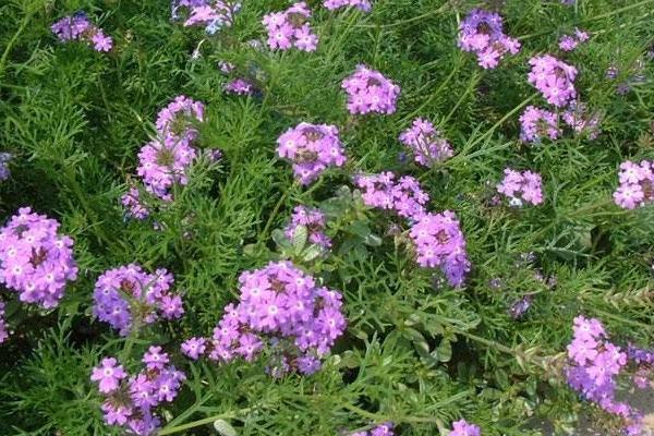 美女樱什么时候播种(几月) 美女樱如何播种