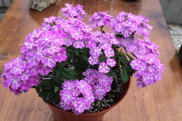 美女樱什么时候播种(几月) 美女樱如何播种