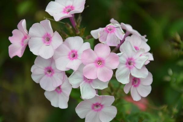 美女樱什么时候播种(几月) 美女樱如何播种