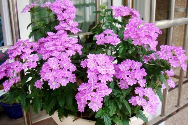 美女樱什么时候播种(几月) 美女樱如何播种