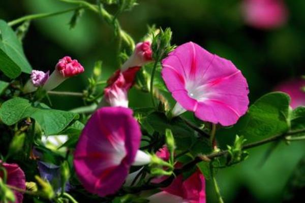 牵牛花怎么种 牵牛花种植方法与注意事项