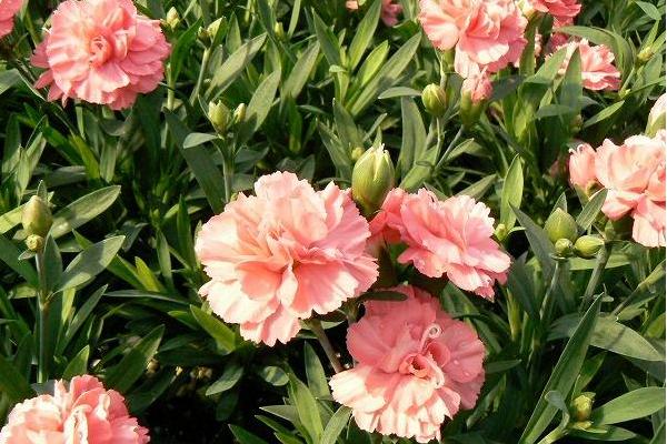 康乃馨什么时候开花(几月) 康乃馨花期是什么时候