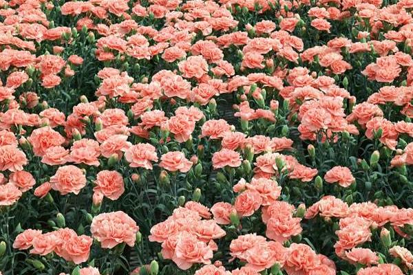 康乃馨什么时候开花(几月) 康乃馨花期是什么时候