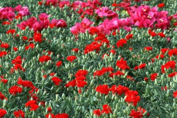 康乃馨什么时候开花(几月) 康乃馨花期是什么时候