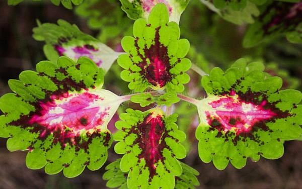 彩叶草功效与作用及禁忌 彩叶草的水培方法