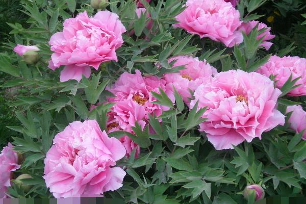 芍药什么时候种（几月）  芍药什么时候开花