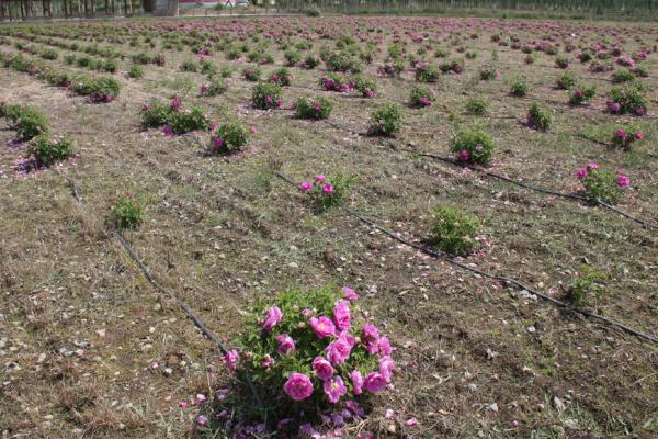 芍药什么时候种(几月) 芍药什么时候开花