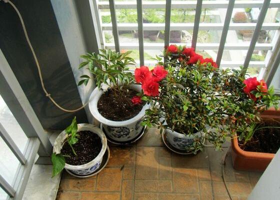 芍药什么时候种(几月) 芍药什么时候开花