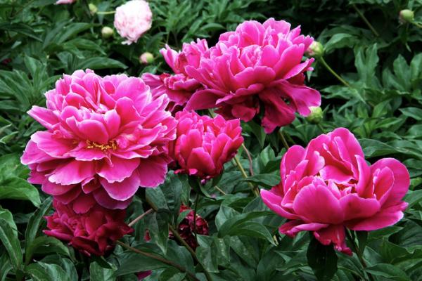 芍药什么时候种(几月) 芍药什么时候开花