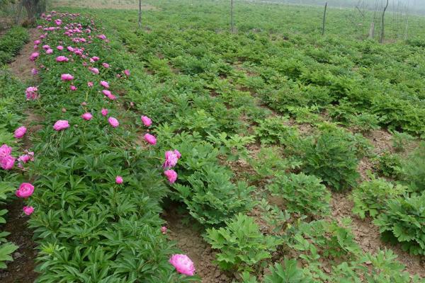 芍药什么时候种(几月) 芍药什么时候开花
