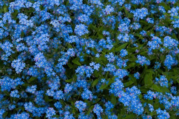 勿忘我花怎么种 勿忘我种植方法与注意事项