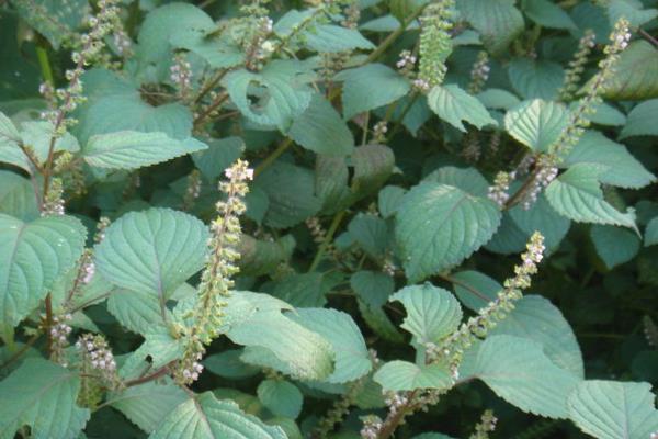 紫苏叶泡脚有什么功效 紫苏叶泡水喝的禁忌