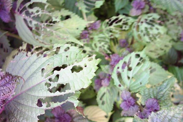 紫苏叶泡脚有什么功效 紫苏叶泡水喝的禁忌