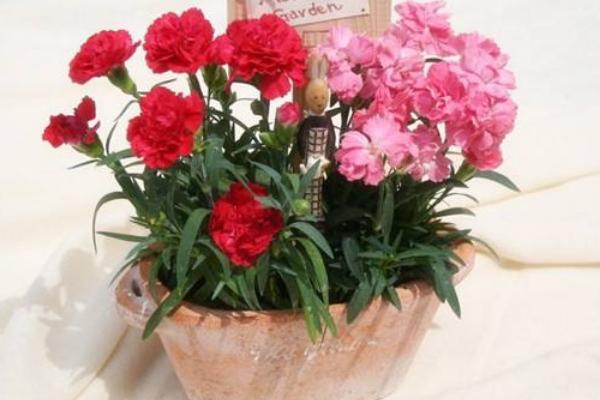 康乃馨怎么养 康乃馨养殖方法与注意事项