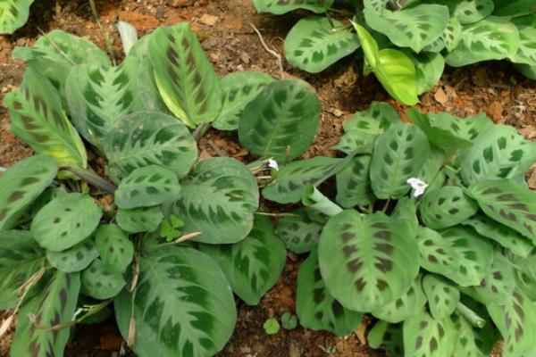 孔雀竹芋叶子焦边原因及解决方法 孔雀竹芋叶子卷边怎么办