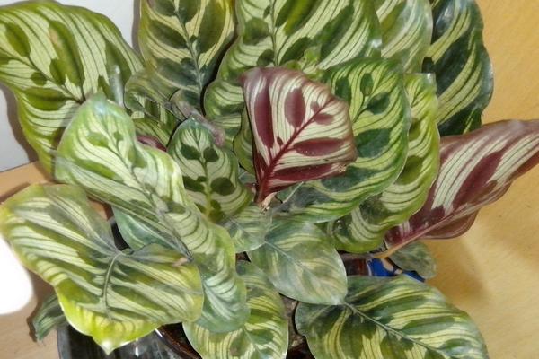 孔雀竹芋怎么养 孔雀竹芋的养殖方法和注意事项