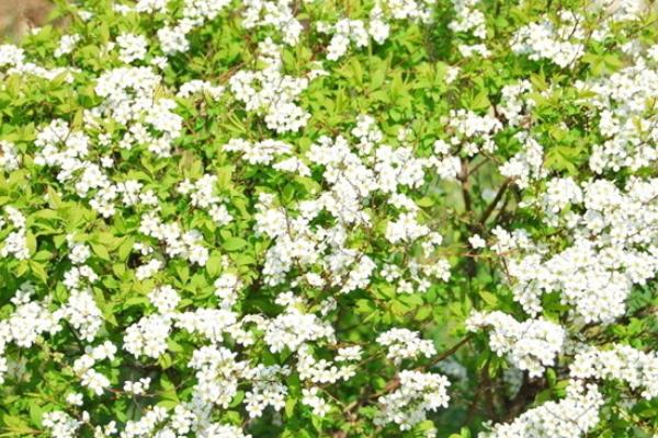 满天星怎么养 满天星养殖方法与注意事项