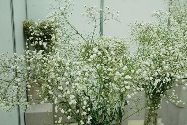 满天星怎么养 满天星养殖方法与注意事项