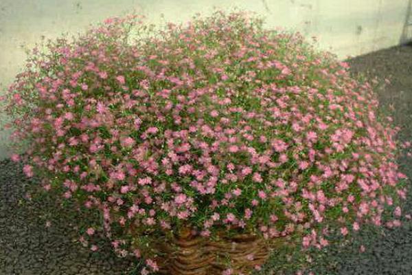 满天星种子怎么种(什么时候种) 满天星盆栽种植方法