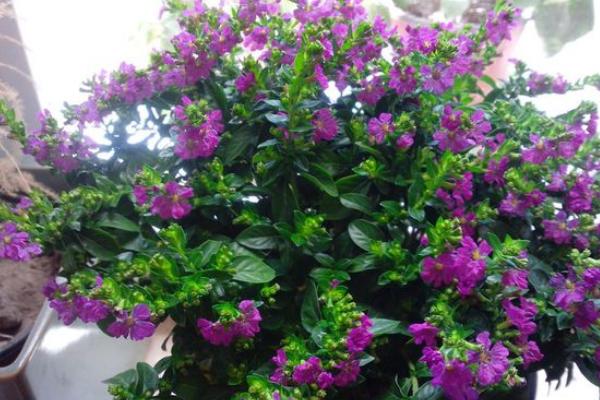 满天星种子怎么种(什么时候种) 满天星盆栽种植方法