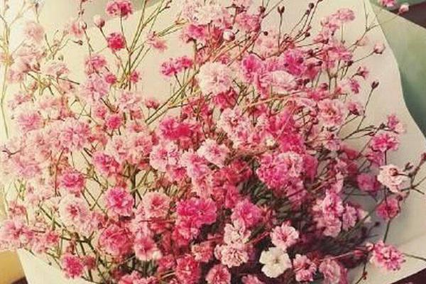 满天星种子怎么种(什么时候种) 满天星盆栽种植方法