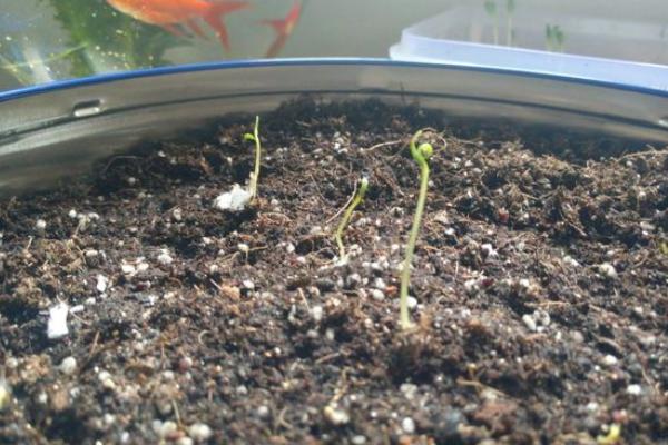 满天星种子怎么种(什么时候种) 满天星盆栽种植方法