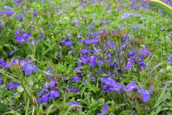 六倍利怎么种 六倍利种植方法与注意事项