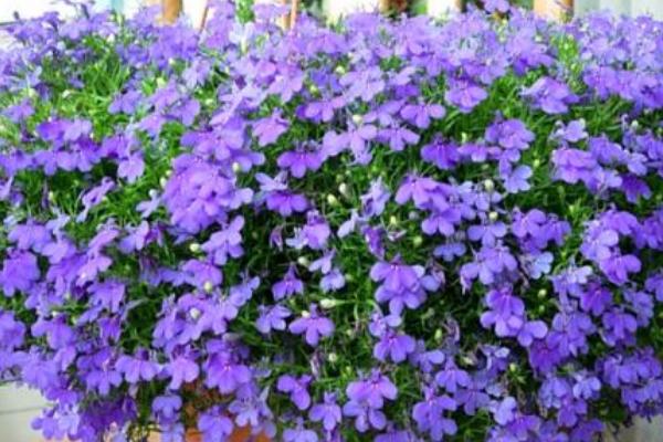 六倍利怎么种 六倍利种植方法与注意事项