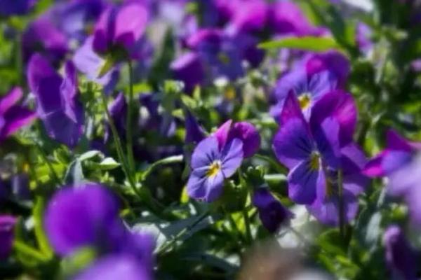 紫罗兰什么时候开花(几月) 紫罗兰是什么味道