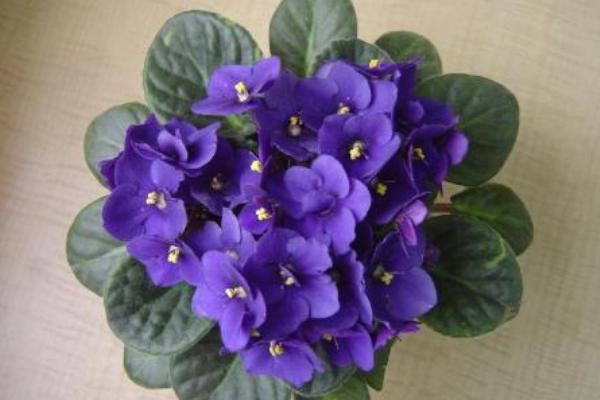 紫罗兰什么时候开花(几月) 紫罗兰是什么味道