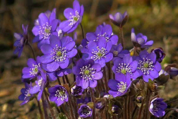 紫罗兰什么时候开花(几月) 紫罗兰是什么味道