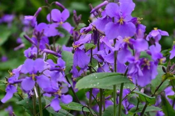 紫罗兰什么时候开花(几月) 紫罗兰是什么味道