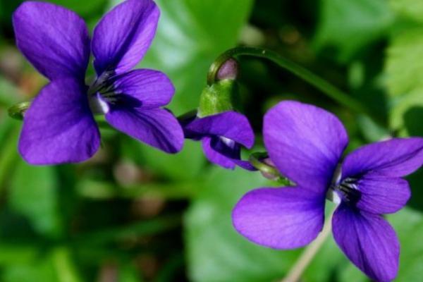 紫罗兰图片大全 紫罗兰花语(传说、寓意)