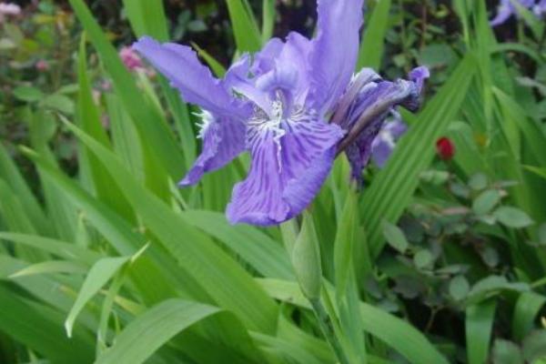 紫罗兰图片大全 紫罗兰花语(传说、寓意)